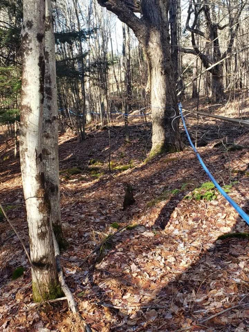 Blue sap collection tubing running between maple trees in the woods